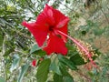 One of the ornamental plants called Bunga Raya which grows wild in the bushes