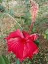 One of the ornamental plants called Bunga Raya which grows wild in the bushes