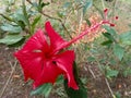 One of the ornamental plants called Bunga Raya which grows wild in the bushes