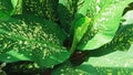 An ornamental plant with the Latin name Dieffenbachia or in Indonesian Sri Rejeki