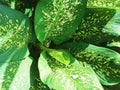 An ornamental plant with the Latin name Dieffenbachia or in Indonesian Sri Rejeki