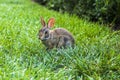 One outdoor brown furry bunny rabbit