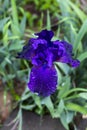 One outdoor purple flower with water droplets surrounded by green grass