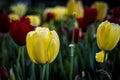 One outdoor yellow single tulip blooming in the spring Royalty Free Stock Photo