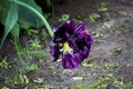 One overblown violet multi-petalled tulip grows on a flower bed.Gatchina Park, flower hill Royalty Free Stock Photo