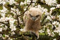 One owl chick eagle owl sits in a tree full of white blossoms. Closeup of a six week old bird with orange eyes Royalty Free Stock Photo