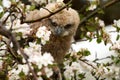 One owl chick eagle owl sits in a tree full of white blossoms. Closeup of a six week old bird with orange eyes Royalty Free Stock Photo