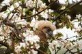 One owl chick eagle owl sits in a tree full of white blossoms. Closeup of a six week old bird with orange eyes Royalty Free Stock Photo