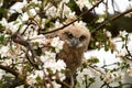 One owl chick eagle owl sits in a tree full of white blossoms. Closeup of a six week old bird with orange eyes Royalty Free Stock Photo