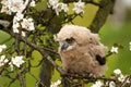 One owl chick eagle owl sits in a tree full of white blossoms. Closeup of a six week old bird with orange eyes Royalty Free Stock Photo