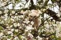 One owl chick eagle owl sits in a tree full of white blossoms. Closeup of a six week old bird with orange eyes Royalty Free Stock Photo