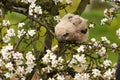 One owl chick eagle owl sits in a tree full of white blossoms. Closeup of a six week old bird with orange eyes Royalty Free Stock Photo