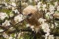 One owl chick eagle owl sits in a tree full of white blossoms. Closeup of a six week old bird with orange eyes Royalty Free Stock Photo