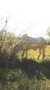 One ox are grazing in field inside tree and grass