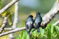 1 pair female and male Gray-rumped Treeswift perching and resting