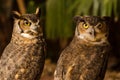 Pair of horned owls during the morning caught resting Bubo virginianus