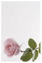One pale pink rose blossom isolated on grey background Royalty Free Stock Photo