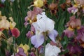 One pale violet flower of iris