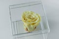 One pale yellow rose in a clear transparent flower box close up. Gift box in the shape of a cube. Home decor element. Top view Royalty Free Stock Photo