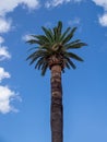 One palm tree against blue sky background with some clouds. Royalty Free Stock Photo