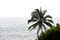 One Palm Tree Against ocean Royalty Free Stock Photo