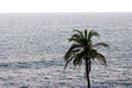 One Palm Tree Against ocean Royalty Free Stock Photo