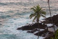 One Palm Tree Against ocean Royalty Free Stock Photo