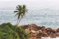 One Palm Tree Against ocean Royalty Free Stock Photo