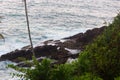 One Palm Tree Against ocean Royalty Free Stock Photo