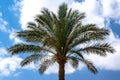 One palm tree on a background of blue sky with white clouds Royalty Free Stock Photo