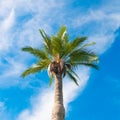 One palm tree at blue cloudy sky background. square tropical