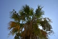 Palm tree in detail, in southern France with blue sky