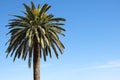 One palm tree tall isolated against blue sky Royalty Free Stock Photo