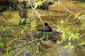 Parent and the young ones Eurasian Coot, Fulica Atra in the pond in spring. Royalty Free Stock Photo