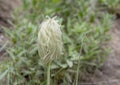 One Pasqueflower feather-like `mouse-on-a-stick` seedhead, Mount Rainier National Park