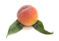 One peach with leaves. Royalty Free Stock Photo