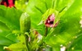 one peach and red color rose closeup bud beginning to open in garden surrounded with green leaves Royalty Free Stock Photo