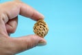 One peach seed in a hand on a blue background. Copy of space. Close-up. Royalty Free Stock Photo