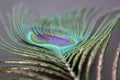 One peacock feather on a black background Royalty Free Stock Photo