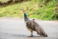 One peacock female Royalty Free Stock Photo