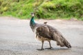 One peacock female Royalty Free Stock Photo