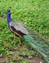 One peacock on the grass Royalty Free Stock Photo