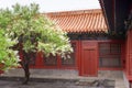 One pear tree is blooming in front of Chinese traditional courtyard door