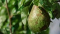 Green pear on the fruit plant biologic natural Royalty Free Stock Photo