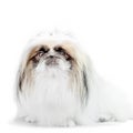 One Pekingese dog isolated on white background Royalty Free Stock Photo