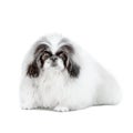 One Pekingese dog isolated on white background Royalty Free Stock Photo