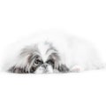 One Pekingese dog isolated on white background Royalty Free Stock Photo