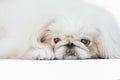 One Pekingese dog isolated on white background Royalty Free Stock Photo