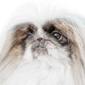 One Pekingese dog isolated on white background Royalty Free Stock Photo