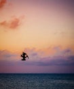 One pelican diving downward with colorful sunrise sky behind